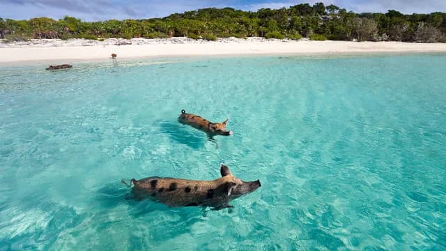 Jewels of the northern Caribbean