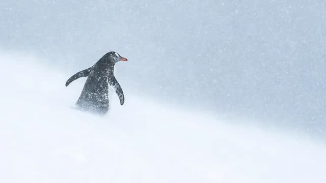 Unexplored Eastern Antarctica between Two Continents