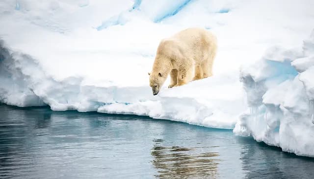 In the ice of the Arctic, from Greenland to Svalbard