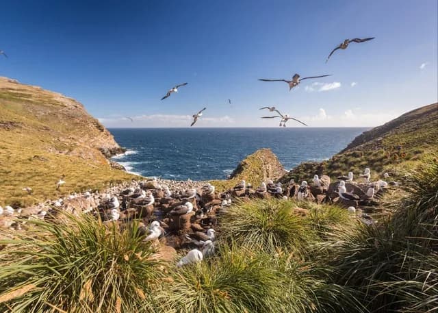 Falkland Islands Cruise: History, Culture & Antarctic Adventure