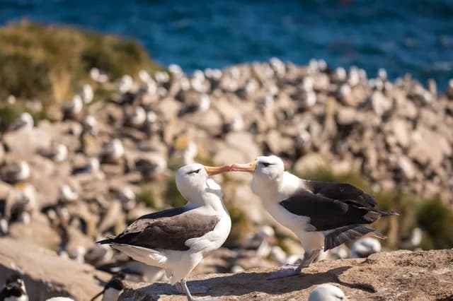 Penguins of the Far South: Falklands, South Georgia and Antarctica