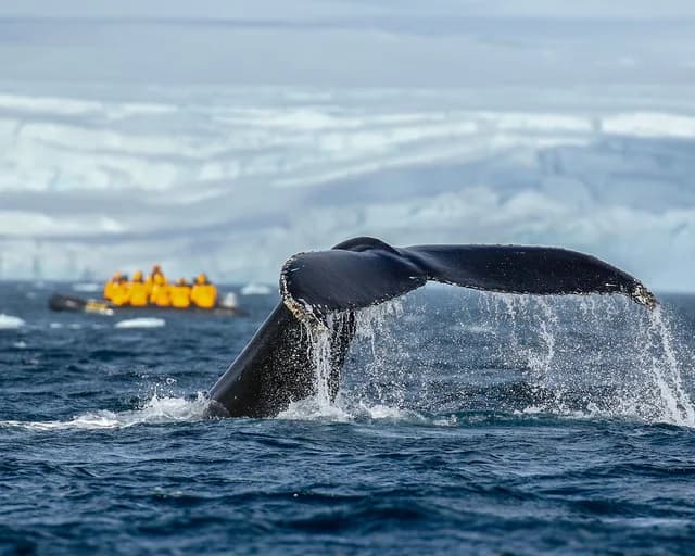 Antarctic Marine Mammals: The World of Whales and Seals