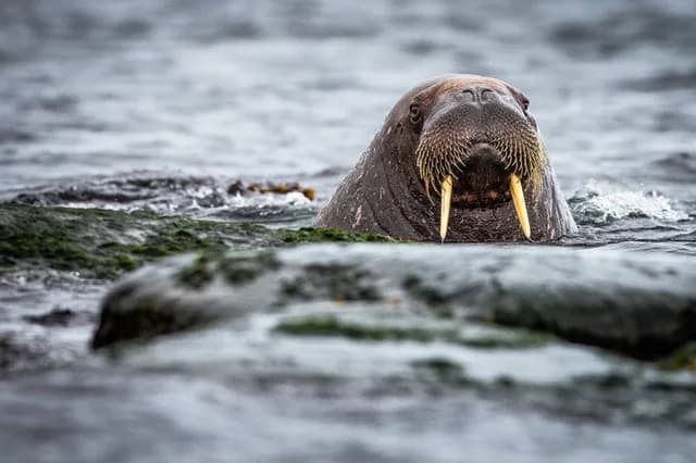 Spitsbergen Circumnavigation: A Rite of Passage