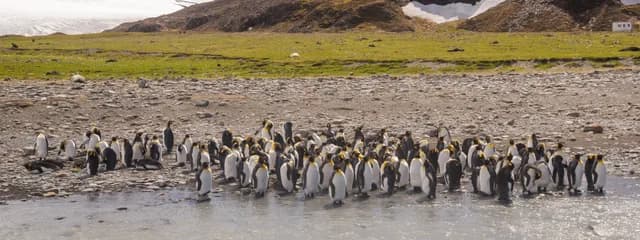South Georgia and Antarctic Peninsula: Penguin Safari
