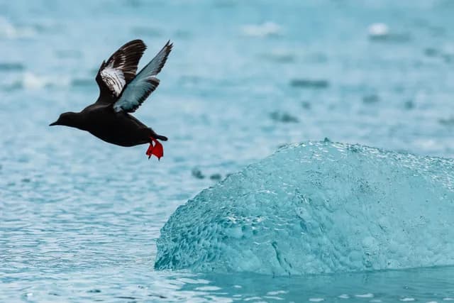 Spitsbergen Highlights: Wildlife Capital of the Arctic