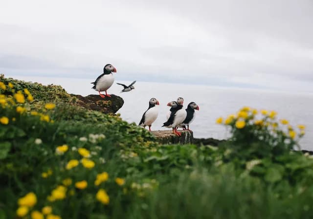 Iceland Circumnavigation: Helicopters, Glaciers and Volcanoes