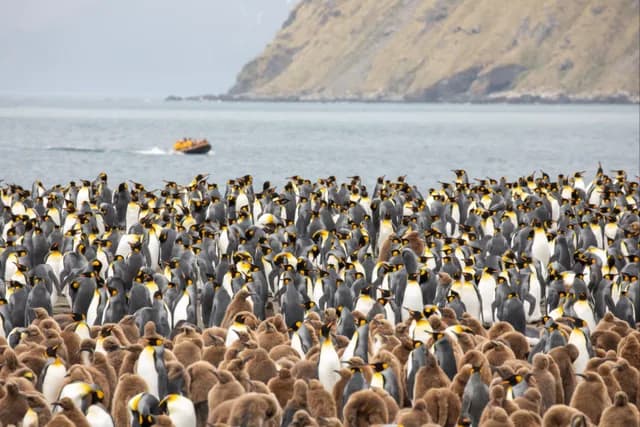 South Georgia Wildlife: Antarctica’s Living Treasure