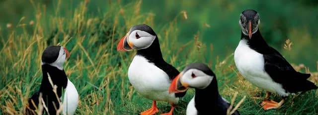 14-Day Wild Isles Of The North Atlantic
