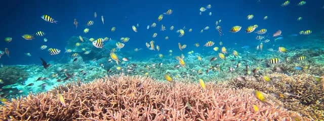 54-Day Indonesia, Papua New Guinea & Islands Of The Pacific