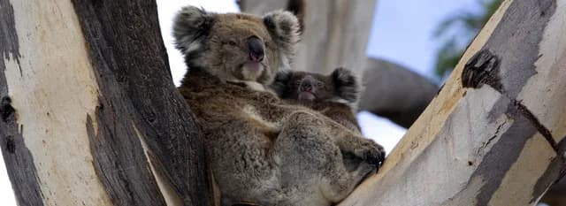 37-Day World Cruise: Australia Circumnavigation