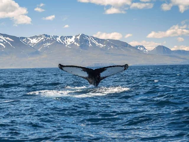 10-Day Fjords, Folklore & Faroe Islands