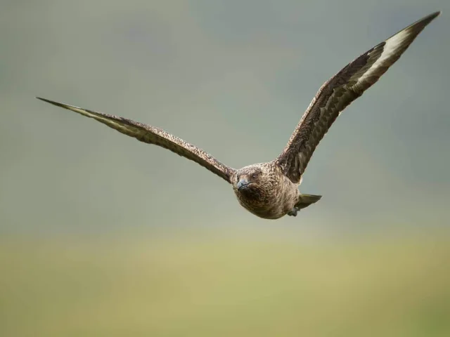 40-Day Wild Scottish Isles, Svalbard & Iceland