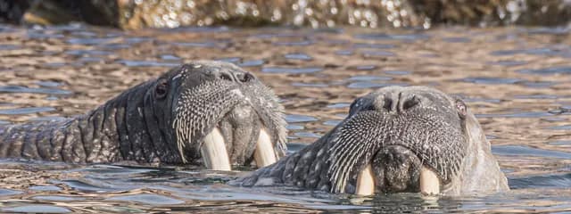 65-Day Northwest Passage, Greenland & Labrador  Coast