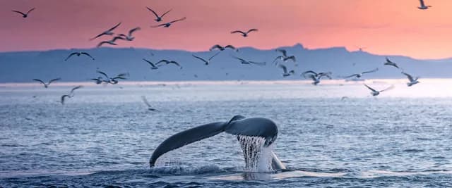 Arctic Wonders of Greenland, Iceland & Scandinavia Cruise & Land Journey