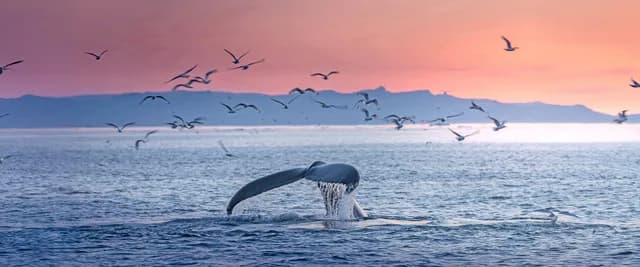 Ultimate Iceland to Canada: Wildlife & Glaciers