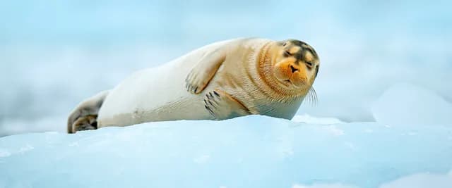 Norwegian Fjords, Wildlife of Svalbard & The Arctic
