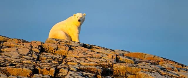 Ultimate Greenland, Hudson Bay & North Canada’s Wildlife