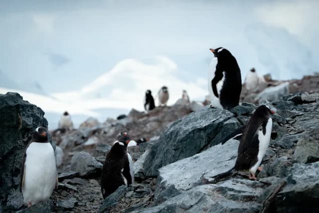 Antarctic Peninsula Odyssey cruise