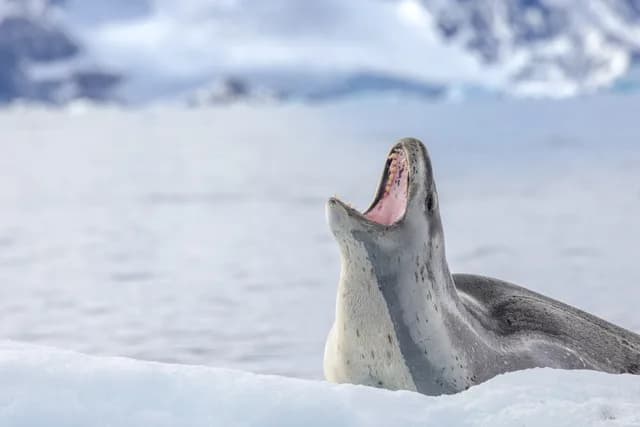 Antarctic Wonders: roundtrip cruise from Ushuaia