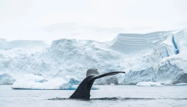 Cruise from Iceland to Svalbard