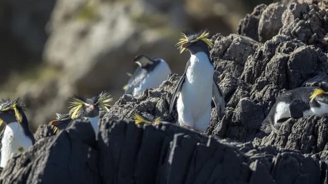 South Atlantic cruise: from Antarctica to South Africa
