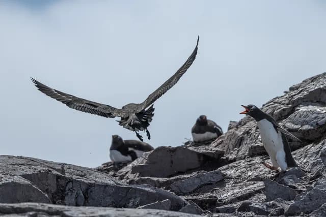 Cruise to the Antarctic Circle