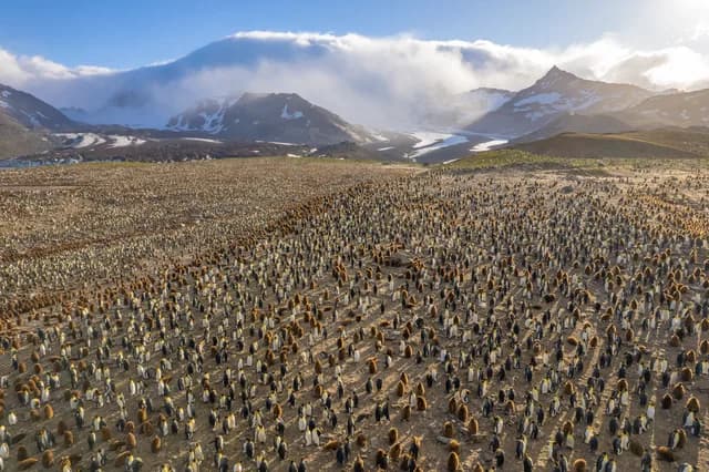 Antarctica, the Falklands and South Georgia roundtrip cruise