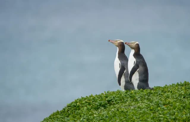 New Zealand in Depth