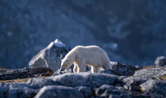 Exploring Svalbard Cruise