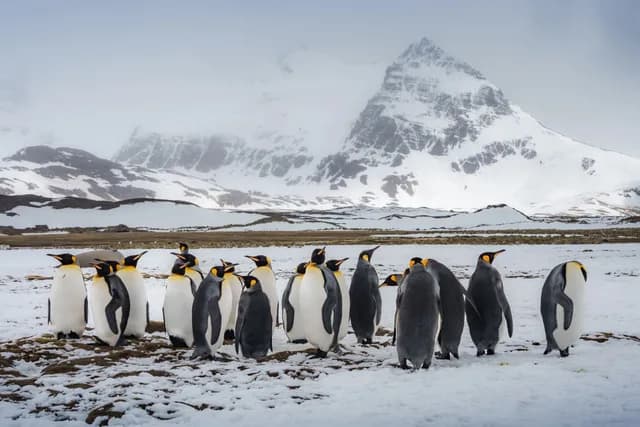 King George Island to Puerto Williams