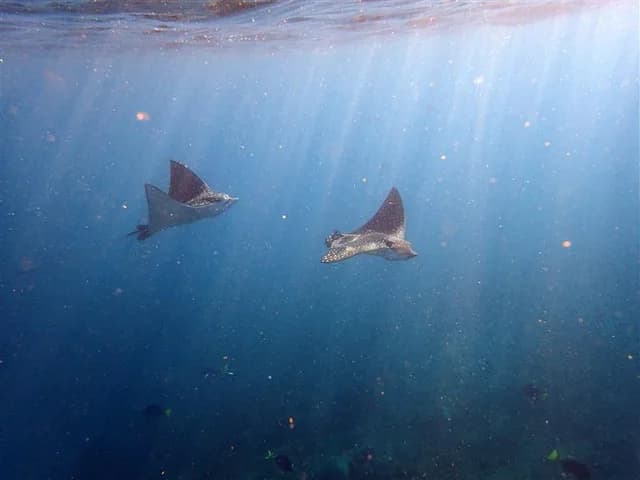 The Aquarium of the World: Discover Baja California's Sea of Cortez with UnCruise Adventures