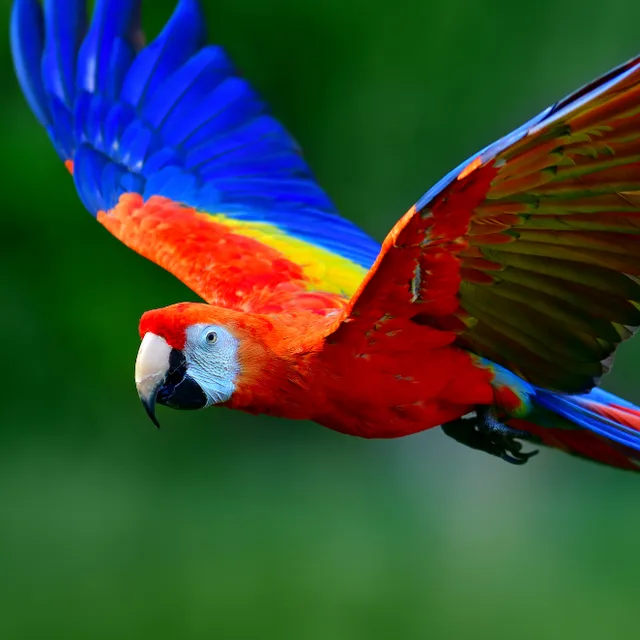 Families in Nature: Costa Rica's Pure Life Adventure Cruise