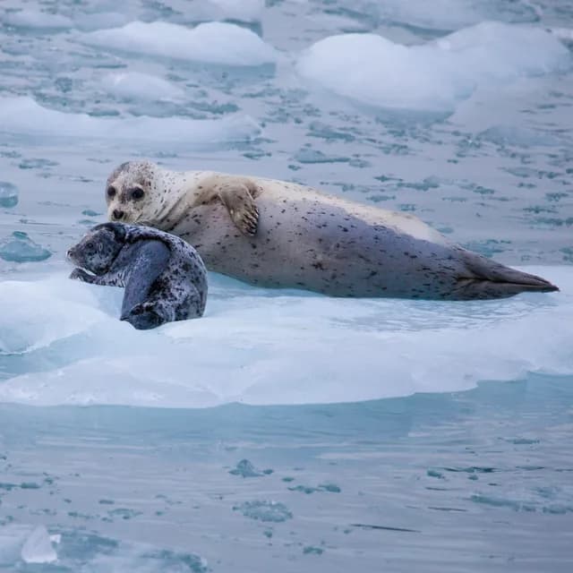 Aleutian Islands Adventure with Dutch Harbor and Kodiak