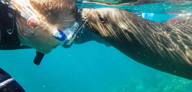 Families in Nature: Baja California's Whales & Sealife