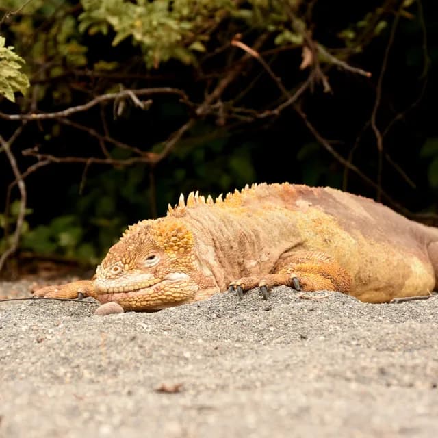 Darwin's Discoveries: The Galapagos Islands with Quito (2027)