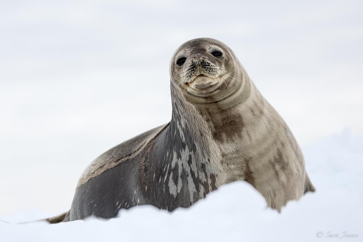 Basecamp - Weddell Sea