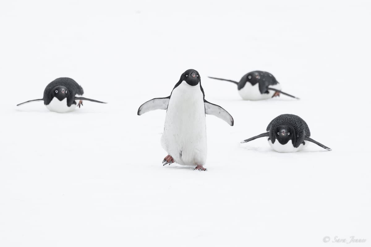 Weddell Sea - Basecamp