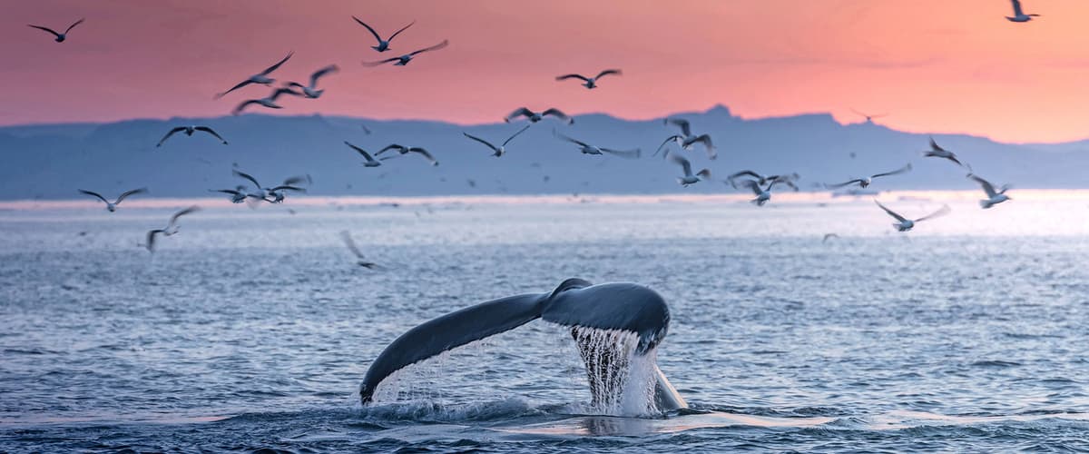 Ultimate Viking Discovery: Iceland to Greenland