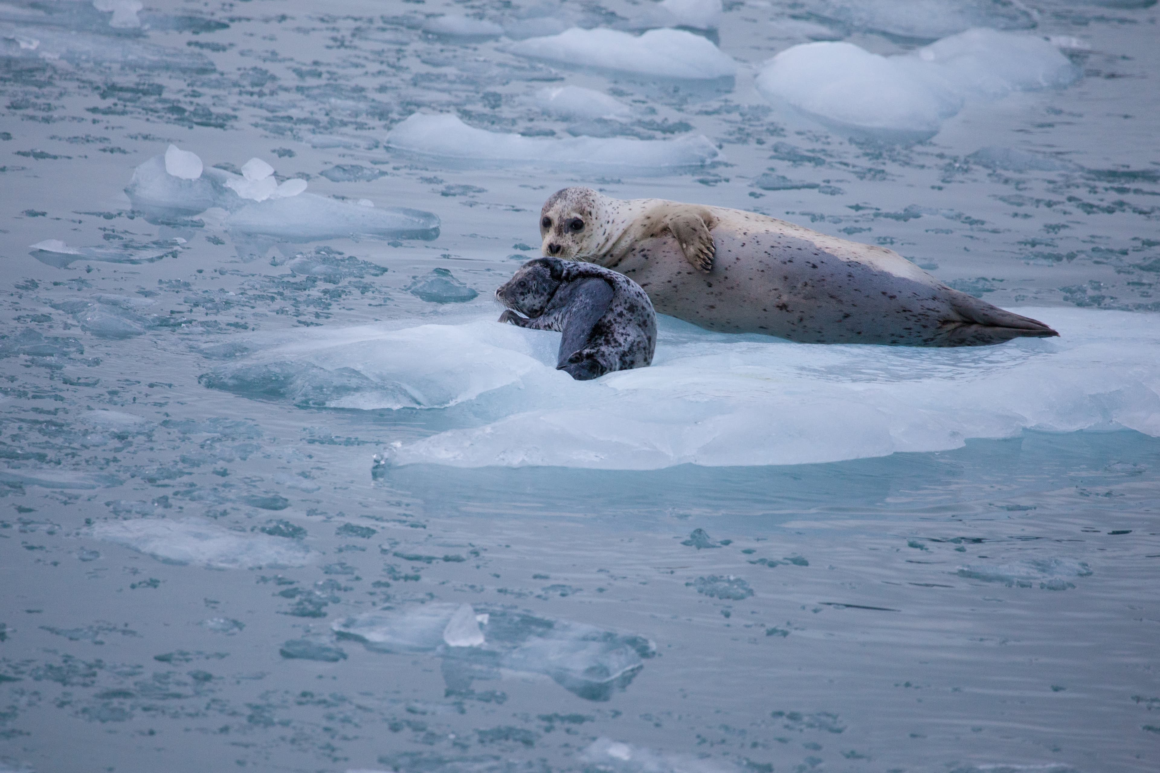 Adventure Uncharted: UnCruise Adventures' Inaugural Aleutian Islands Expedition