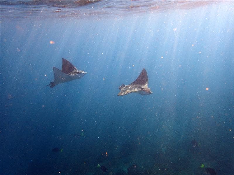 The Aquarium of the World: Discover Baja California's Sea of Cortez with UnCruise Adventures