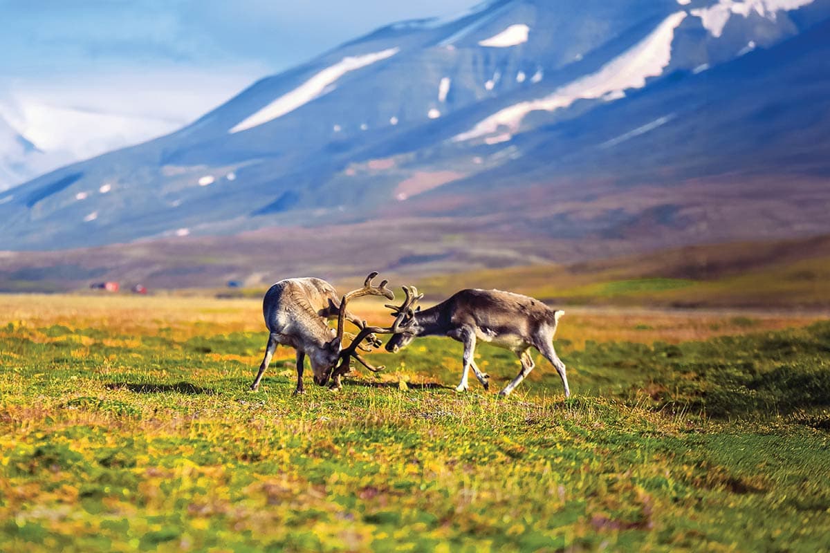 Exploring Svalbard – Captain’s Choice