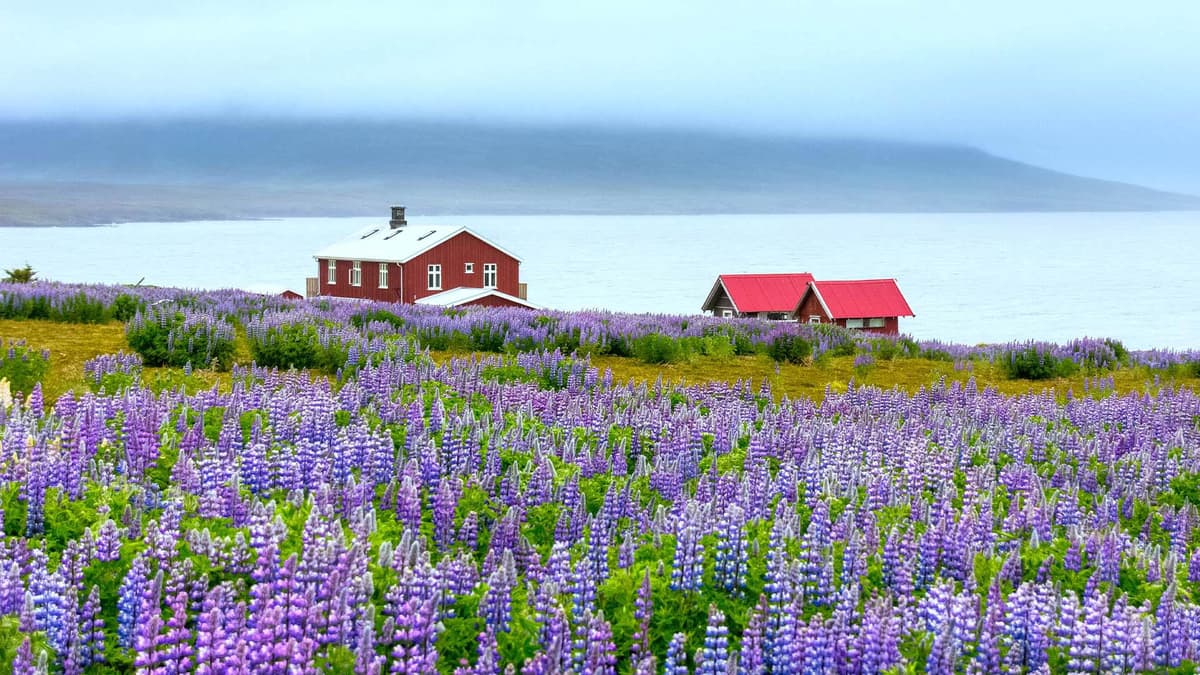 Iceland Unveiled