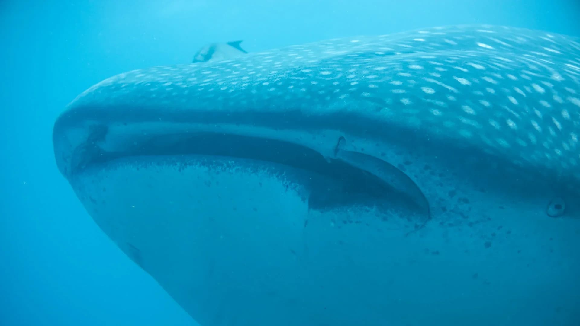 Wildlife