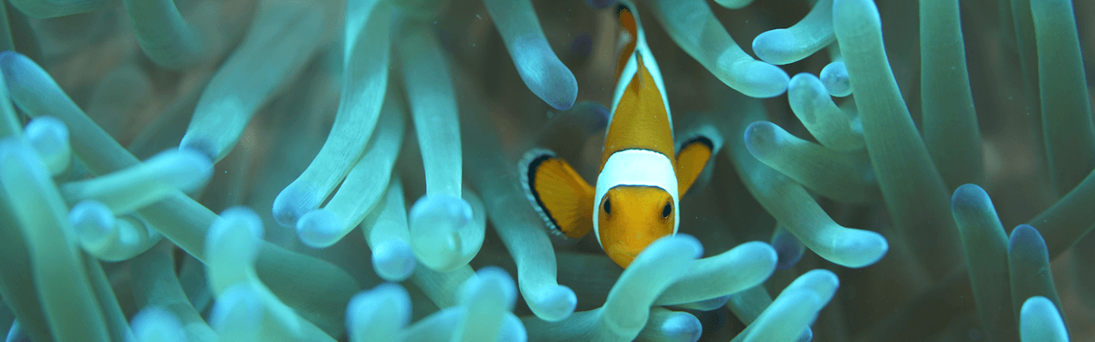 Micronesia's Atolls & Islands Odyssey