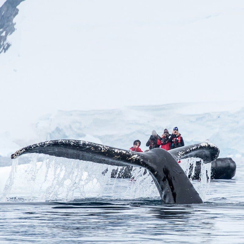 8 Reasons to Travel to Antarctica in February