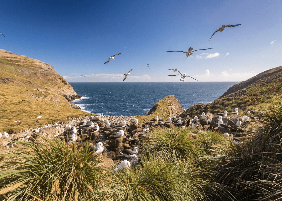 Falkland Islands Cruise: History, Culture & Antarctic Adventure