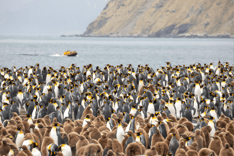 South Georgia Wildlife: Antarctica’s Living Treasure