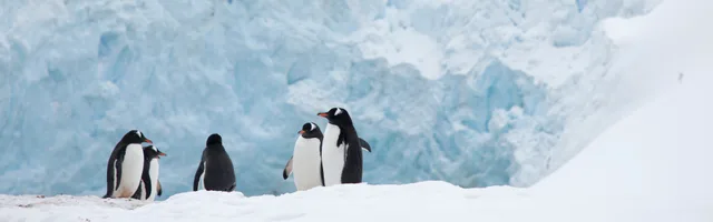 Antarctic Peninsula Explorer: Step onto the White Continent