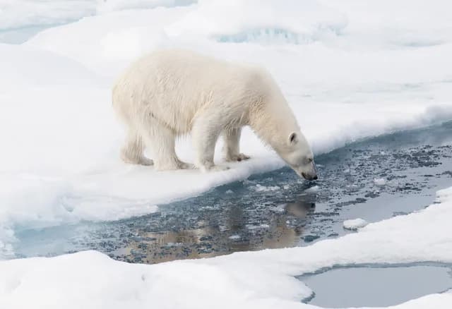 Svalbard Odyssey