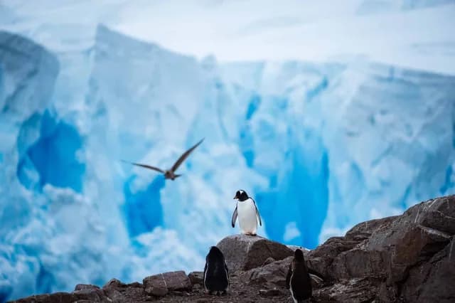 Antarctic Peninsula: Fly the Drake